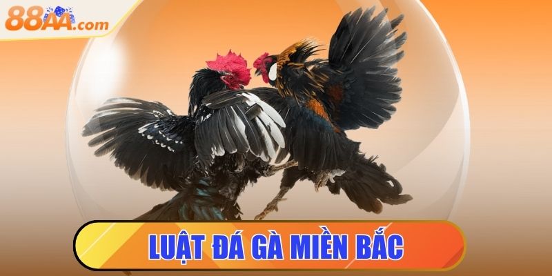 Luật Đá Gà Miền Bắc Là Gì? Tìm Hiểu Ngay Để Không Phạm Luật 2 luật đá gà miền bắc