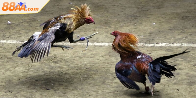 Luật Đá Gà Miền Nam - Những Điều Anh Em Sư Kê Cần Biết 3 Việc cập nhật luật chuẩn, mới nhất là điều hết sức cần thiết