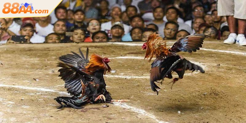 Luật Đá Gà Miền Nam - Những Điều Anh Em Sư Kê Cần Biết 4 Một nguyên tắc quan trọng khi cược theo luật là biết phân bổ vốn hợp lý